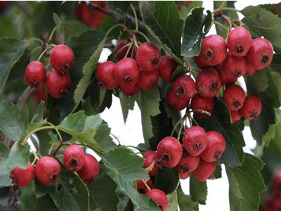 山楂水溶肥好處 山楂水溶肥好處
