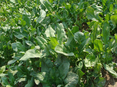 菠菜水溶肥好處 菠菜水溶肥好處