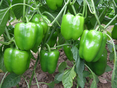 辣椒水溶肥好處 辣椒水溶肥好處