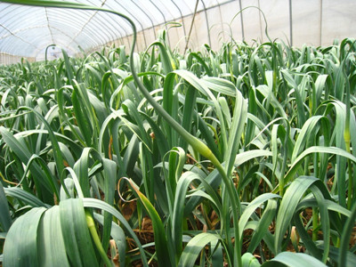 蒜薹_副本.jpg 蒜薹_副本.jpg