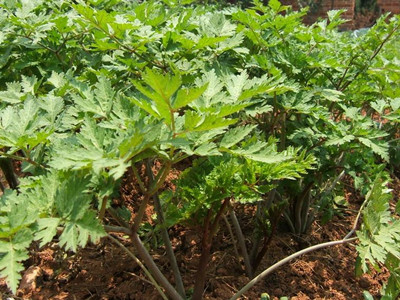 當歸水溶肥作用 當歸水溶肥作用