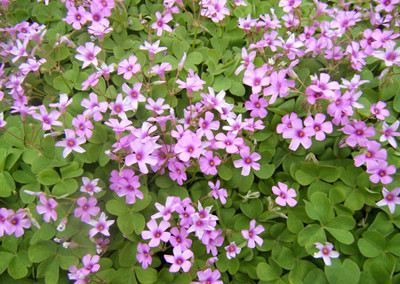 葉酸水溶肥作用 葉酸水溶肥作用