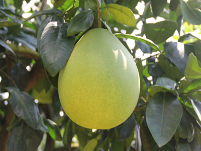 柚子水溶肥作用 柚子水溶肥作用