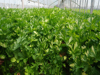 西芹氨基酸水溶肥應(yīng)用效果 西芹氨基酸水溶肥應(yīng)用效果