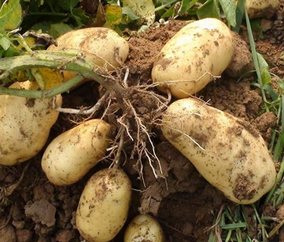 馬鈴薯化學(xué)合成水溶肥作用 馬鈴薯化學(xué)合成水溶肥作用