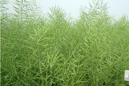 油菜的施肥方法 油菜的施肥方法