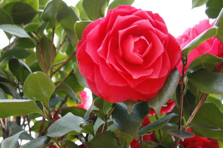 山茶花施肥技巧 山茶花施肥技巧