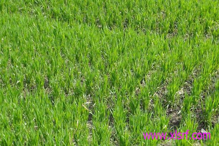 春小麥?zhǔn)┓始记? alt=