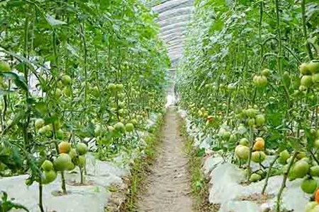 大棚蔬菜施肥 大棚蔬菜施肥