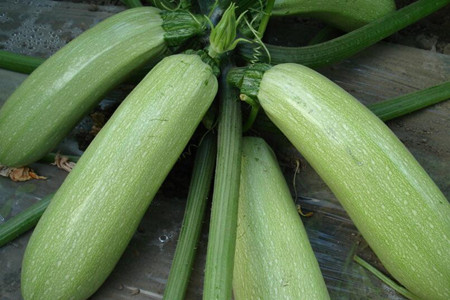 西葫蘆高產(chǎn)施肥方法 西葫蘆高產(chǎn)施肥方法