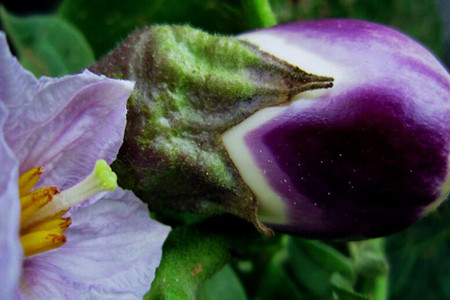 茄子施肥方法 茄子施肥方法