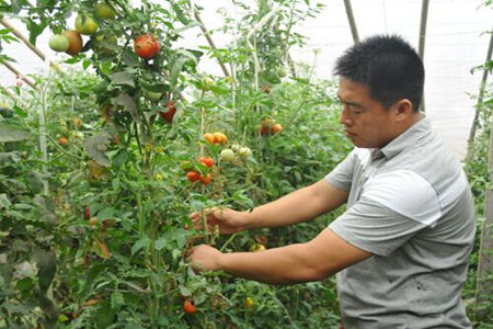 西紅柿凍傷施用肥料 西紅柿凍傷施用肥料