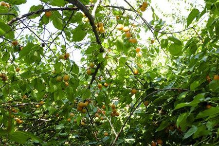 杏樹施肥技巧 杏樹施肥技巧