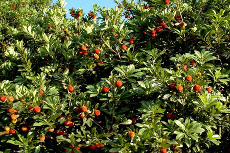 楊梅施肥方法 楊梅施肥方法