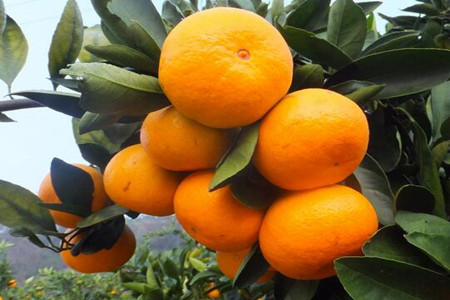 橘子高產施肥技術 橘子高產施肥技術