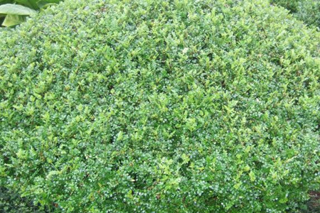 胡椒木用什么肥好及施肥方法 胡椒木用什么肥好及施肥方法