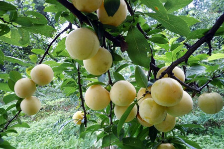 李子施肥及注意事項(xiàng) 李子施肥及注意事項(xiàng)