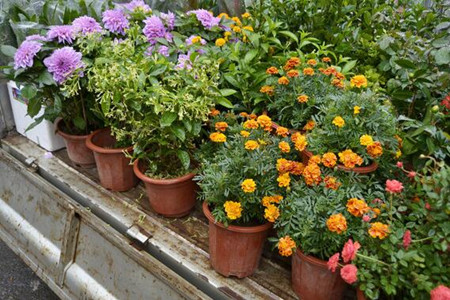 春季花卉施肥注意事項(xiàng) 春季花卉施肥注意事項(xiàng)