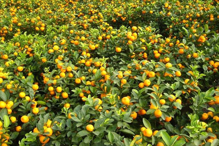 金桔施肥技巧 金桔施肥技巧