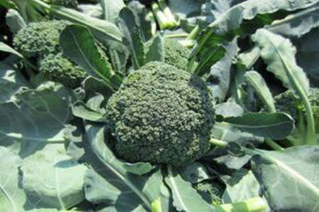 西蘭花空心原因及防治措施 西蘭花空心原因及防治措施