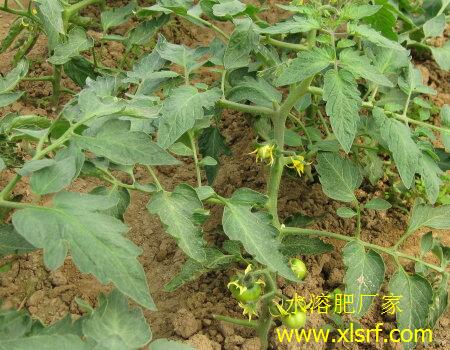 西紅柿花后水溶肥選擇 西紅柿花后水溶肥選擇