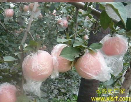 蘋果不上色原因 蘋果不上色原因