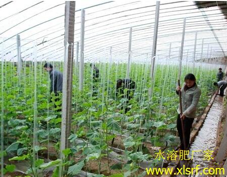 大棚黃瓜追施水溶肥 大棚黃瓜追施水溶肥