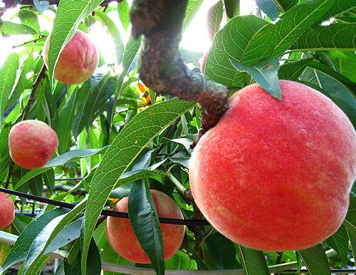 桃樹(shù)水溶肥選擇與使用 桃樹(shù)水溶肥選擇與使用