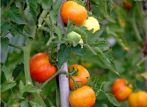 西紅柿膨果施肥 西紅柿膨果施肥