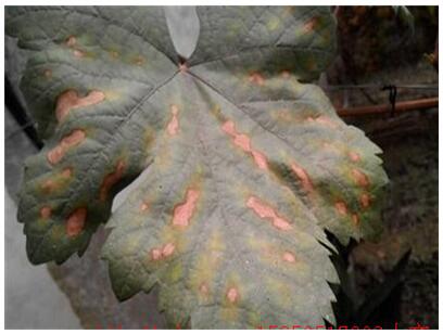 葡萄缺鈣表現(xiàn) 葡萄缺鈣表現(xiàn)