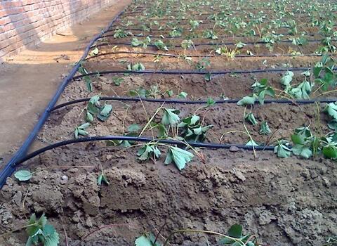 水溶肥發(fā)展前景 水溶肥發(fā)展前景