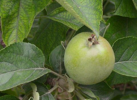 蘋果樹施肥原則 蘋果樹施肥原則