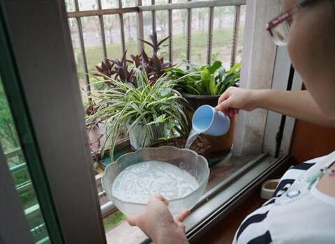淘米水自制液肥 淘米水自制液肥