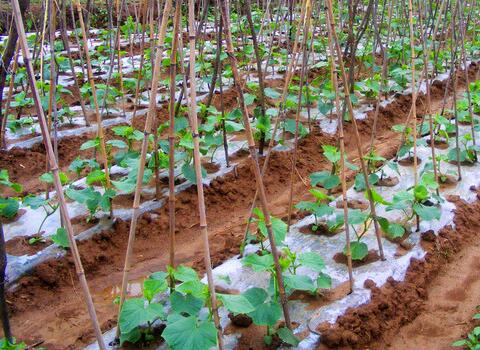 黃瓜追施底肥 黃瓜追施底肥