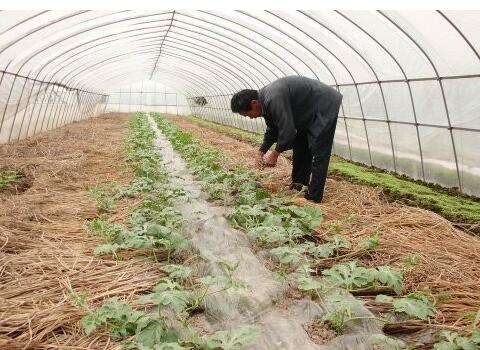 西瓜施肥技巧 西瓜施肥技巧