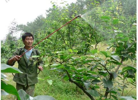 梨樹壯果時期施肥 梨樹壯果時期施肥