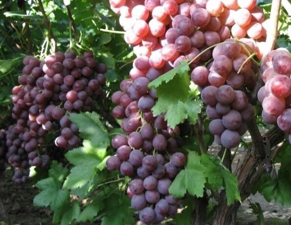 葡萄施水溶肥效果 葡萄施水溶肥效果