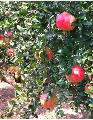 石榴施用水溶肥效果 石榴施用水溶肥效果