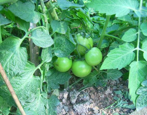 西紅柿結(jié)果期追肥 西紅柿結(jié)果期追肥