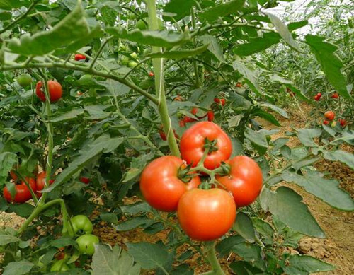 西紅柿追施水溶肥效果 西紅柿追施水溶肥效果