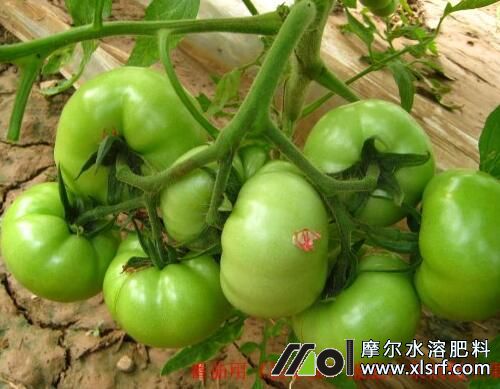 西紅柿彭果期追肥 西紅柿彭果期追肥