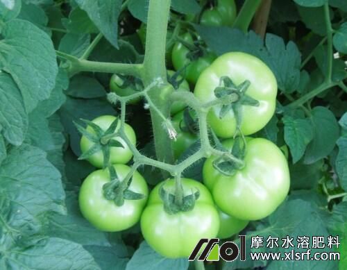 西紅柿水溶肥用法 西紅柿水溶肥用法