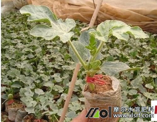 西瓜提苗期追施水溶肥 西瓜提苗期追施水溶肥