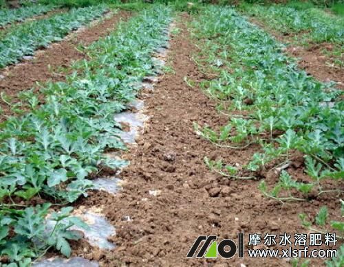 西瓜伸蔓期追施水溶肥 西瓜伸蔓期追施水溶肥