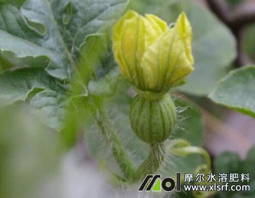 西瓜坐果期追施水溶肥 西瓜坐果期追施水溶肥