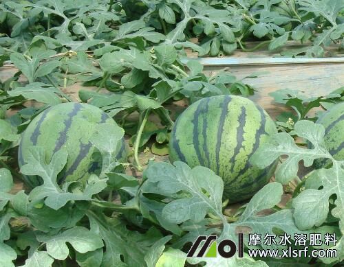 西瓜膨大期追施水溶肥 西瓜膨大期追施水溶肥