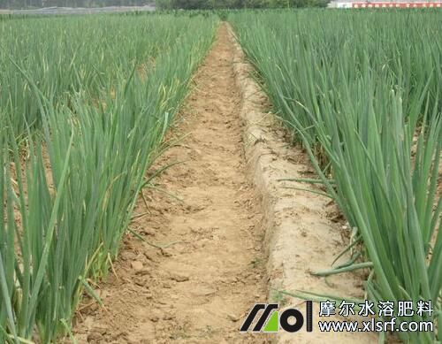 大蔥需肥特點(diǎn)介紹 大蔥需肥特點(diǎn)介紹