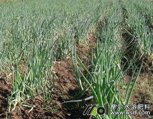 大蔥水溶肥用法用量 大蔥水溶肥用法用量