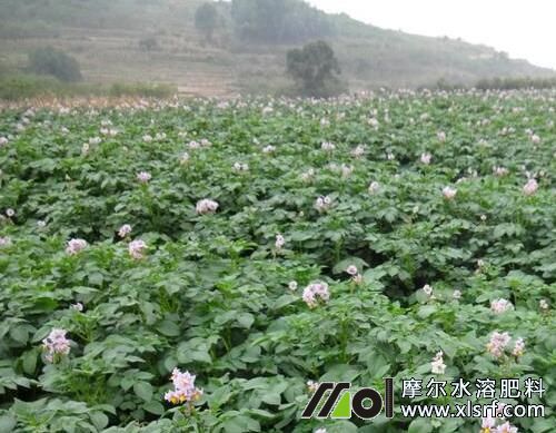 土豆花后追施高鉀水溶肥 土豆花后追施高鉀水溶肥