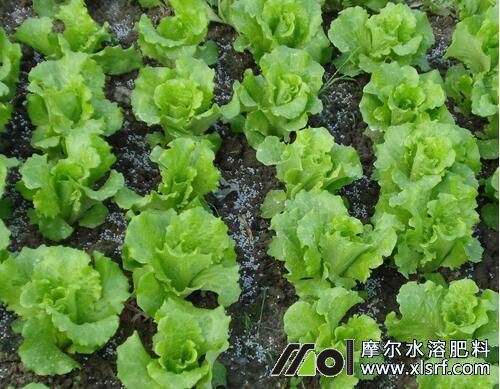 生菜底肥施用 生菜底肥施用